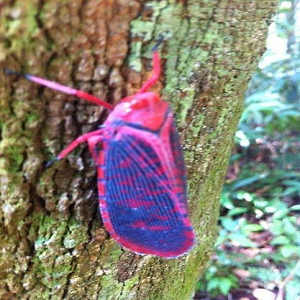 Lantern bug