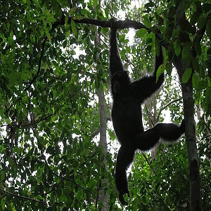black siamang Leuser