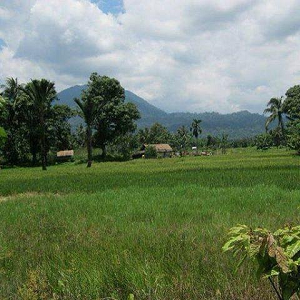 Bukit Lawang ricefield