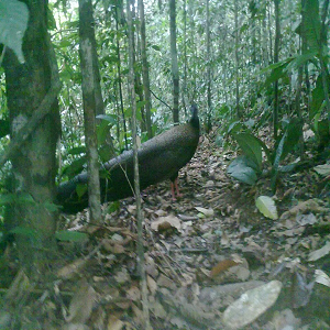 The Great Arghus Pheasant leuser
