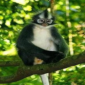 Thomas leaf monkey bukit lawang