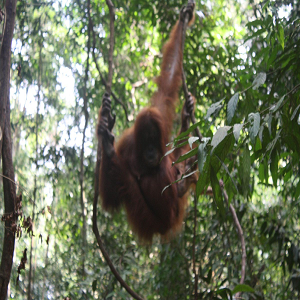 wild orangutan